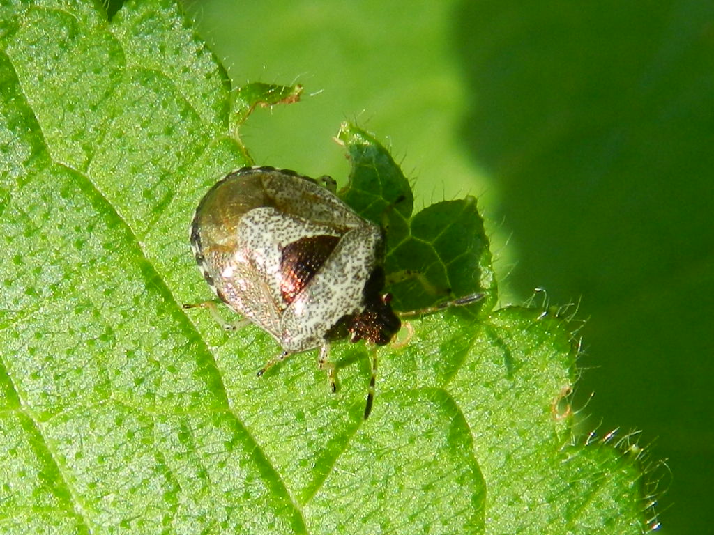 Pentatomidae: Eysarcoris venustissimus di Campo dei Fiori